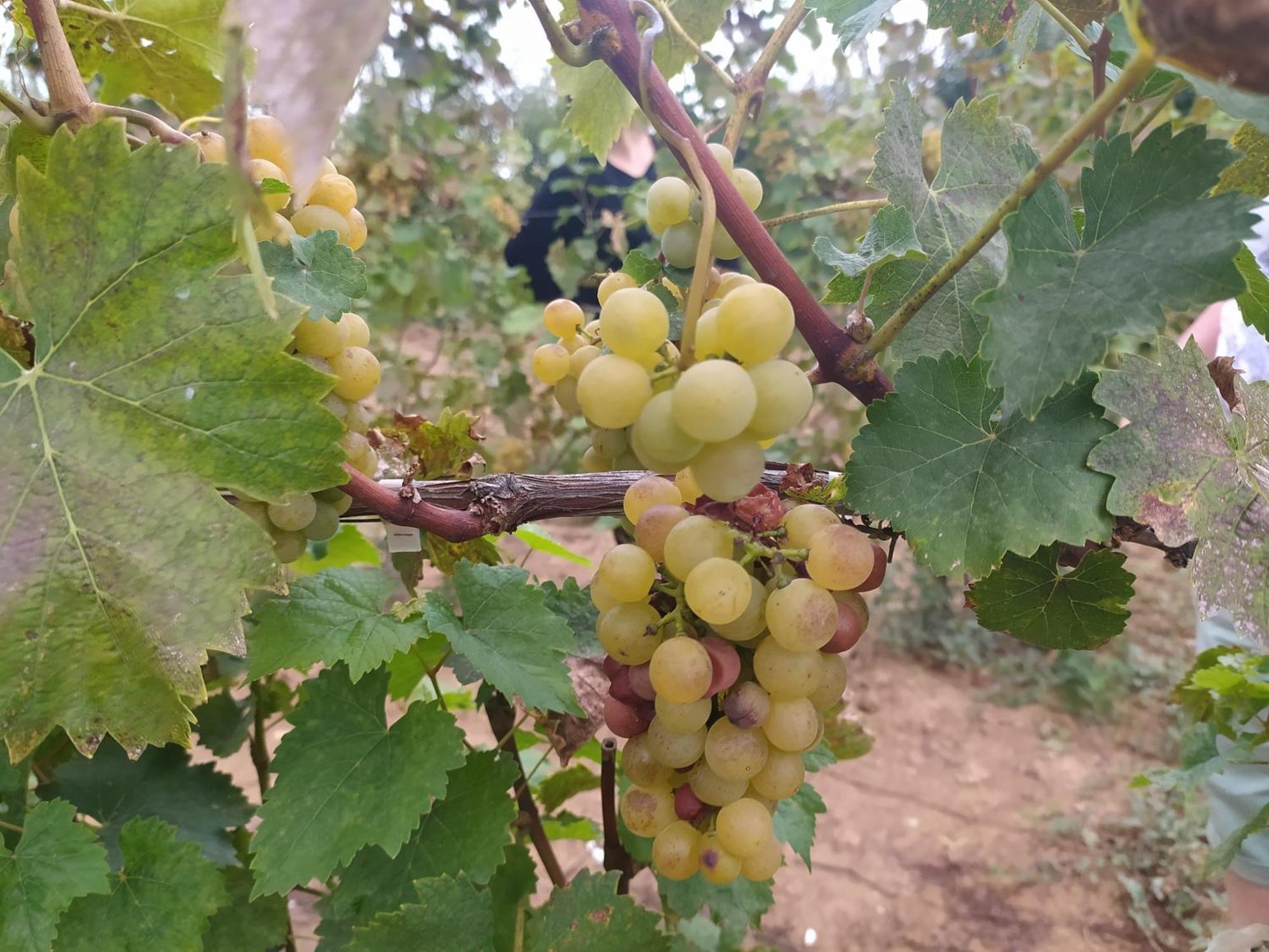 بورغراديك Marena B&B المظهر الخارجي الصورة